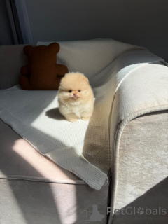 Foto №3. Entzückende Spitzmäuse (Pomeranien) suchen ein Foyerziel!. Frankreich