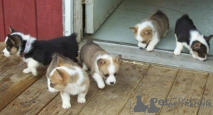 Foto №1. welsh corgi - zum Verkauf in der Stadt Stavanger | verhandelt | Ankündigung № 175032