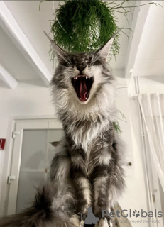 Foto №2 zu Ankündigung № 102801 zu verkaufen maine-coon-katze - einkaufen USA quotient 	ankündigung