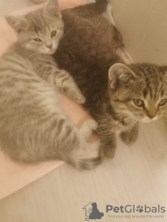 Foto №2 zu Ankündigung № 133382 zu verkaufen britisch kurzhaar - einkaufen Deutschland quotient 	ankündigung