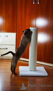 Foto №4. Kratzbaum für Katzen. in Ukraine. Ankündigung № 54309