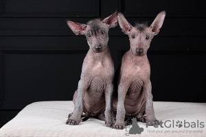 Foto №2 zu Ankündigung № 121650 zu verkaufen xoloitzcuintle - einkaufen Kroatien 