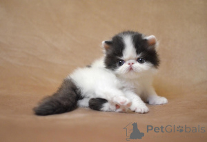 Foto №3. Wunderschöne, bezaubernde Perserkätzchen. Deutschland