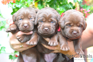 Foto №3. Labrador Retriever. Deutschland