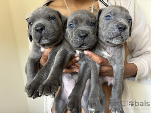 Foto №1. cane corso italiano - zum Verkauf in der Stadt Aachen | verhandelt | Ankündigung № 162379