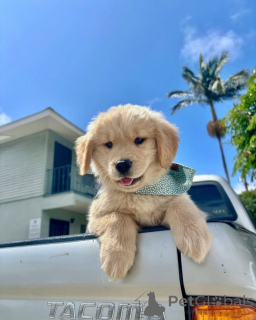 Foto №4. Ich werde verkaufen golden retriever in der Stadt Ypecolsga. quotient 	ankündigung - preis - verhandelt