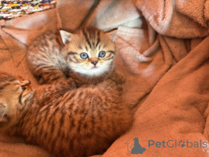 Foto №3. British cats on offer!. Serbien