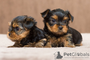 Foto №1. yorkshire terrier - zum Verkauf in der Stadt Cochem | Frei | Ankündigung № 122656