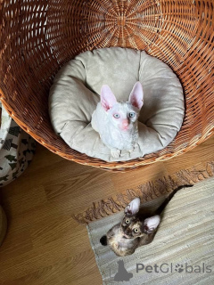 Foto №1. cornish rex - zum Verkauf in der Stadt Puchheim | 450€ | Ankündigung № 166311