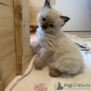 Foto №1. ragdoll-katze - zum Verkauf in der Stadt München | 300€ | Ankündigung № 109684