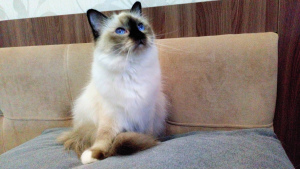Zusätzliche Fotos: Sacred Burma ist eine wunderschöne Katze mit einem guten Charakter !!!