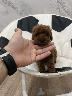 Foto №1. pudel (toy) - zum Verkauf in der Stadt Odžaci | verhandelt | Ankündigung № 156680