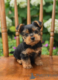 Foto №2 zu Ankündigung № 92908 zu verkaufen yorkshire terrier - einkaufen Irland quotient 	ankündigung