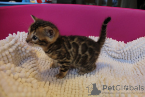 Foto №3. Pedigree Bengal Cats-Kätzchen sind jetzt zum Verkauf verfügbar. USA
