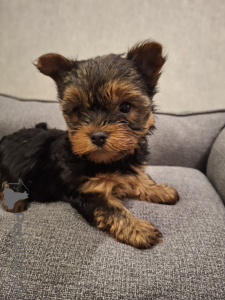 Foto №3. Reinrassige Yorkshire-Terrier-Welpen. Lettland
