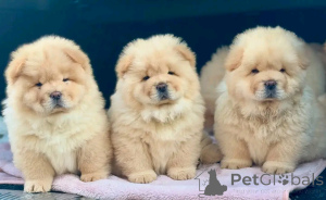 Foto №2 zu Ankündigung № 138930 zu verkaufen chow-chow - einkaufen Deutschland quotient 	ankündigung, züchter