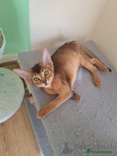 Foto №1. abessinierkatze - zum Verkauf in der Stadt Huldenberg | 510€ | Ankündigung № 172207