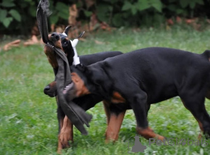 Foto №2 zu Ankündigung № 146458 zu verkaufen dobermann - einkaufen Deutschland quotient 	ankündigung