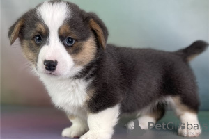 Foto №1. welsh corgi - zum Verkauf in der Stadt Афины | 250€ | Ankündigung № 98641