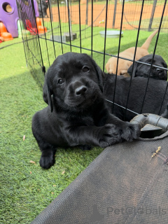 Foto №1. labrador retriever - zum Verkauf in der Stadt Kopenhague | verhandelt | Ankündigung № 171281