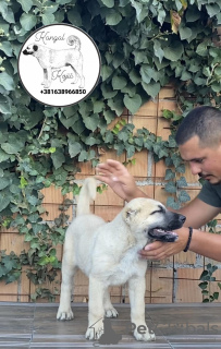 Zusätzliche Fotos: Türkische Kangal-Welpen zu verkaufen