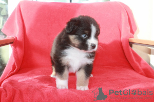 Foto №2 zu Ankündigung № 93000 zu verkaufen australian shepherd - einkaufen Österreich quotient 	ankündigung