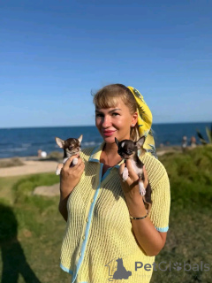 Foto №2 zu Ankündigung № 167174 zu verkaufen chihuahua - einkaufen USA züchter