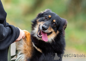 Foto №4. Ich werde verkaufen mischlingshund in der Stadt Moskwa. quotient 	ankündigung - preis - Frei