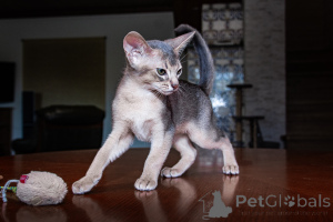 Foto №3. Abessinische Kinder - 2 Jungen und Mädchen. Ukraine