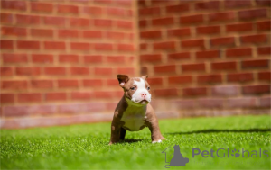 Foto №1. american bully - zum Verkauf in der Stadt Grönitz | 350€ | Ankündigung № 154313