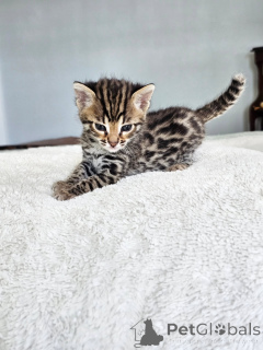 Foto №1. savannah-katze - zum Verkauf in der Stadt Berlin | verhandelt | Ankündigung № 167311