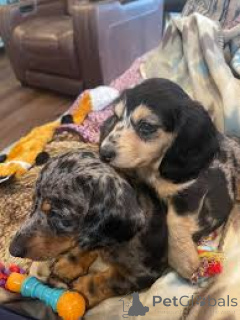 Foto №1. dackel - zum Verkauf in der Stadt Manchester | 700€ | Ankündigung № 165699