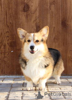 Foto №2 zu Ankündigung № 59923 zu verkaufen welsh corgi - einkaufen Russische Föderation quotient 	ankündigung