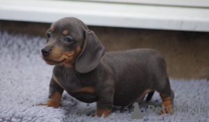 Foto №1. mischlingshund - zum Verkauf in der Stadt Bække | 600€ | Ankündigung № 167498