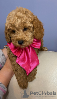 Foto №2 zu Ankündigung № 134061 zu verkaufen pudel (toy) - einkaufen Serbien 