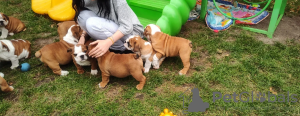 Foto №4. Ich werde verkaufen englische bulldogge in der Stadt Berlin.  - preis - 600€