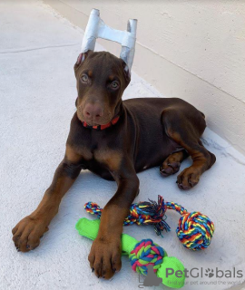 Foto №2 zu Ankündigung № 106180 zu verkaufen dobermann - einkaufen USA züchter