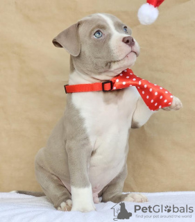 Foto №2 zu Ankündigung № 127465 zu verkaufen american bully - einkaufen Serbien züchter