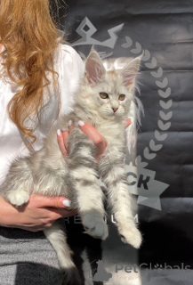 Foto №3. Adel. Russische Föderation