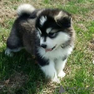 Foto №1. alaskan malamute - zum Verkauf in der Stadt Helsinki | verhandelt | Ankündigung № 83088