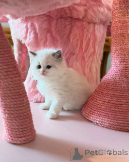 Foto №2 zu Ankündigung № 156259 zu verkaufen ragdoll-katze - einkaufen Schweiz quotient 	ankündigung