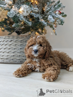 Foto №3. Voller Liebe, Spiel und Welpencharme sind Bentleys bereit, Ihr Zuhause mit einem. Finnland