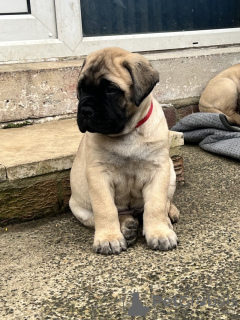 Foto №1. bullmastiff - zum Verkauf in der Stadt New York | 549€ | Ankündigung № 102296