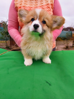 Foto №2 zu Ankündigung № 3819 zu verkaufen welsh corgi - einkaufen Weißrussland vom kindergarten, züchter