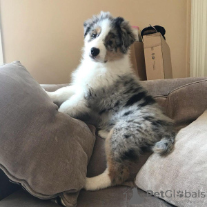 Foto №1. australian shepherd - zum Verkauf in der Stadt Berlin | 500€ | Ankündigung № 92456