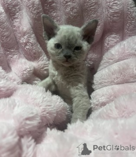 Foto №2 zu Ankündigung № 160345 zu verkaufen devon rex - einkaufen Deutschland züchter