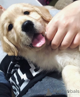 Foto №3. Golden Retriever 3NNNN. Serbien