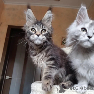 Foto №1. maine-coon-katze - zum Verkauf in der Stadt Bournemouth | verhandelt | Ankündigung № 146002