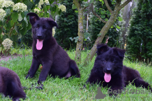 Foto №3. Schwarzer Deutscher Schäferhund. Polen