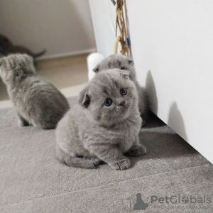 Foto №3. британские короткошерстные котята. Russische Föderation